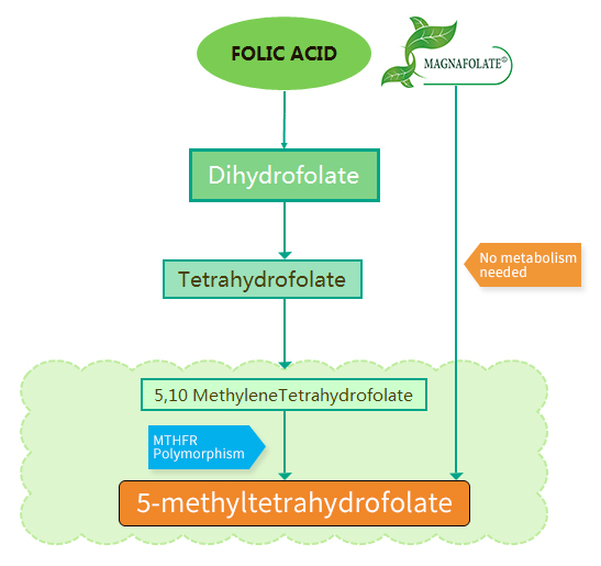 Ano ang mga pagkakaiba sa pagitan ng folic acid at Magnafolate®?