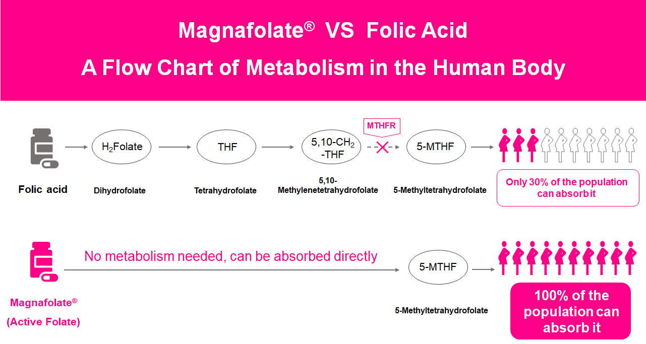 Isang flow chart ng Metabolismo sa katawan ng tao, Active Folate VS Folic Acid