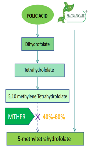 Bakit kailangang gumamit ng aktibong folate L-5-MTHF Ca kaysa sa folic acid?