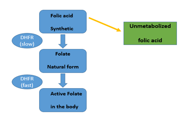 Ang pang-araw-araw na 266mcg folic acid intake ay nakakagambala sa ating normal na folate metabolism