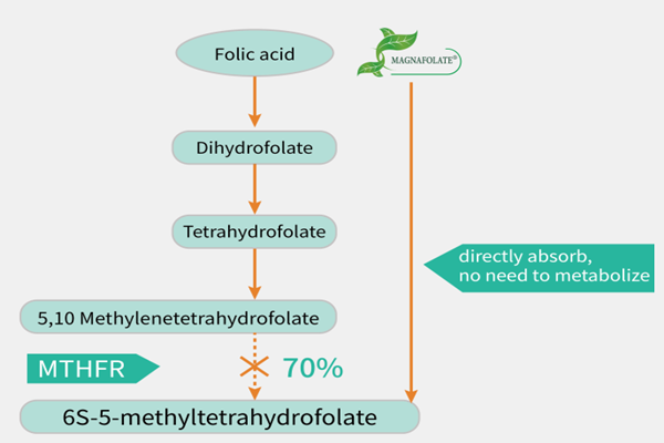 Alam mo ba ang pagkakaiba ng Magnafolate at folic acid?