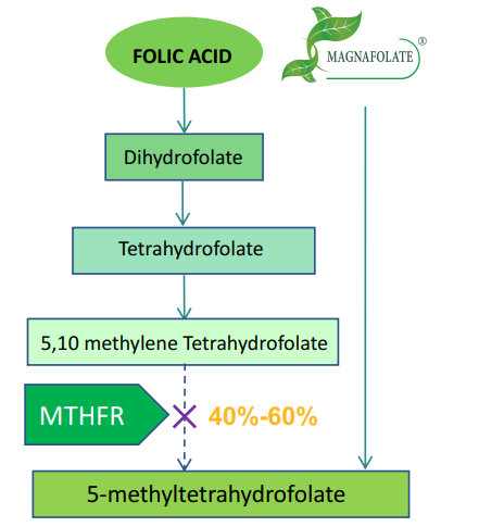 Ano ang mga pagkakaiba sa pagitan ng Magnafolate at folic acid?