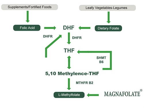 Folate, folic acid at L Methylfolate para sa mga benepisyong Pangkalusugan