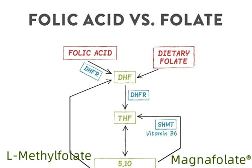 Buod ng folate at L-Methylfolate