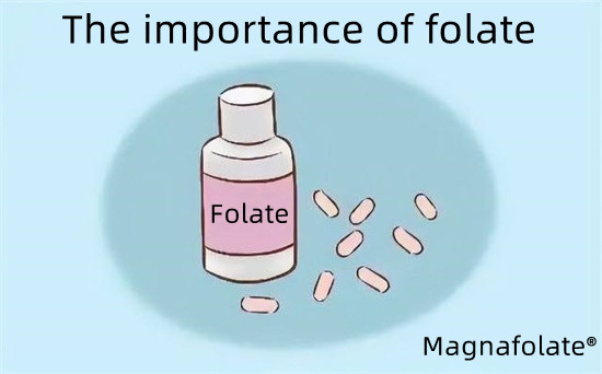 Ang kahalagahan ng folate-Magnafolate