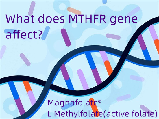 Ano ang epekto ng MTHFR gene?