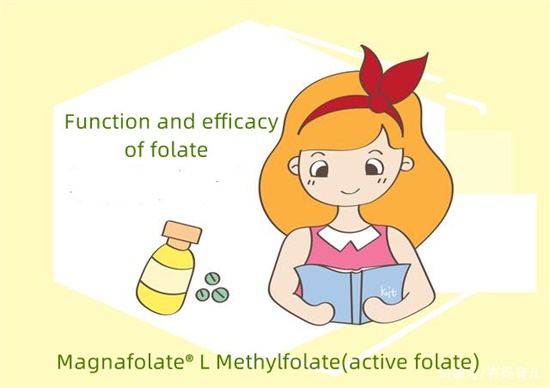 Ano ang mga function ng folate?