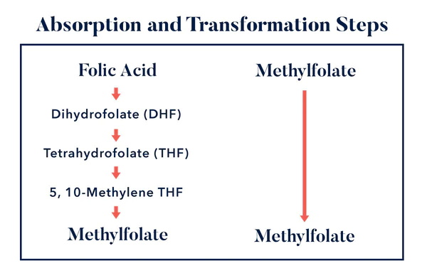 Ano ang mga pangunahing pagkakatulad ng folic acid at L-methylfolate?