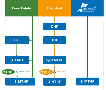 Ano ang 5-methyltetrahydrofolate?