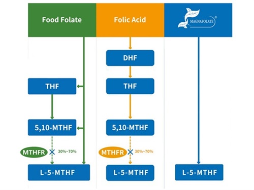 Tatlong magkakaibang metabolic pathway ng folate