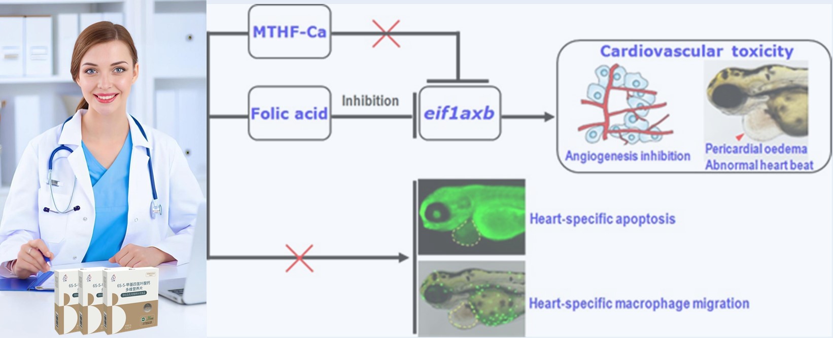 Repasuhin ang Panitikan | Ang high-dosis synthetic folic acid ay maaaring magdulot ng mga panganib sa puso sa mga maagang embryo; Ang 6S-5-methyltetrahydrofolate-calcium ay nagpapatunay na mas ligtas
